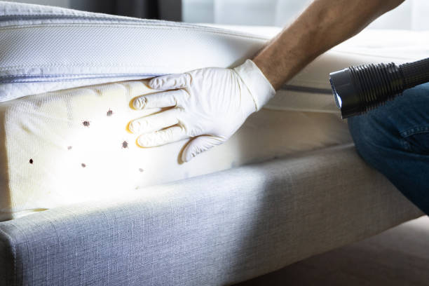 Best Cockroach Control Services  in Johnson City, NY