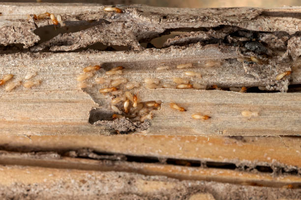 Best Pest Control for Restaurants  in Johnson City, NY