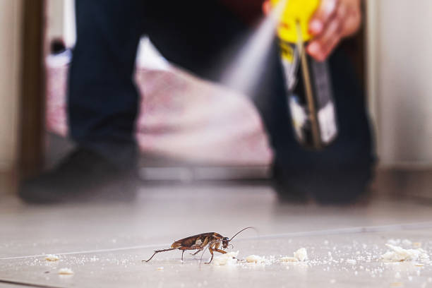 Best Ant Control Services  in Johnson City, NY