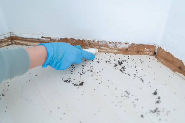 Professional Pest Control in Johnson City, NY