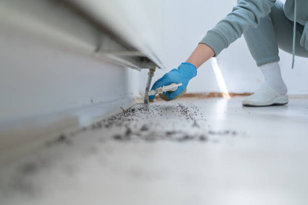 Best Local Pest Control Services  in Johnson City, NY